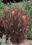 Habit