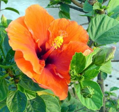 Flower
