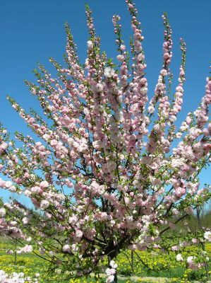 Habit, In Flower