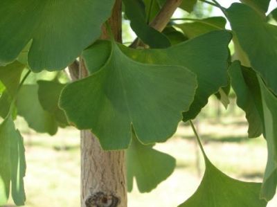 Leaf