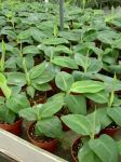 Seedlings