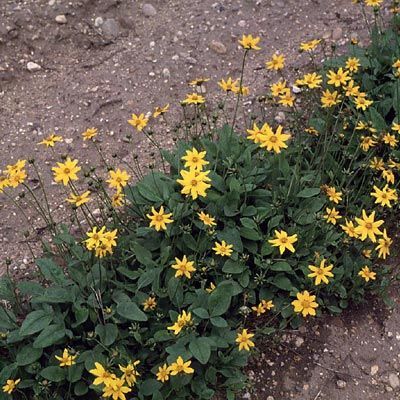 Habit, In Flower
