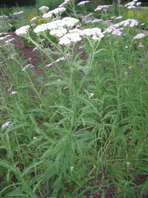 Habit, In Flower