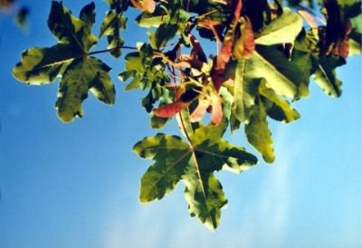 Fruit & Leaves