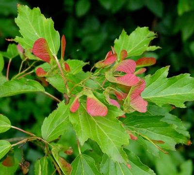 Leaf, Fruit