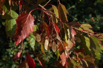 Fall Colour