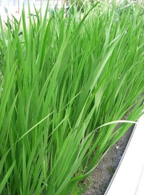 Habit