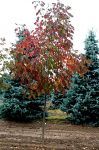 Fall Colour