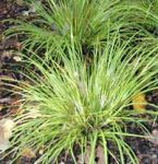 Habit