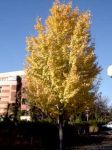 Habit, Fall Colour