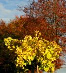 Habit, Fall Colour