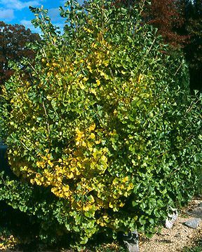 Habit