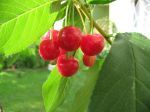 Fruit