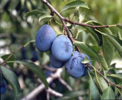 Fruit