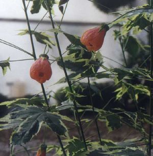 Flower, Leaves