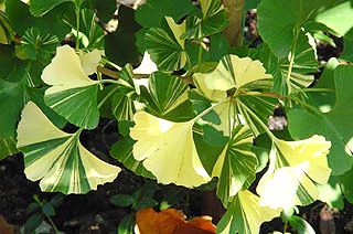 Leaf
