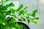 Leaf